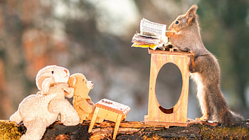 Squirrels Funny, squirreles, funny HD wallpaper