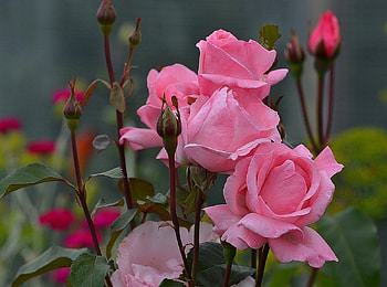 ROSES, PETALS, LEAVES, NATURE, COLORS HD wallpaper