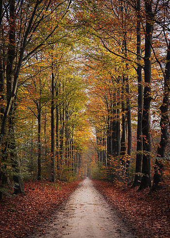 Nature, Trees, Autumn, Park, Path HD phone wallpaper