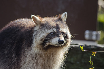 Animals, Muzzle, Striped, Raccoon HD wallpaper