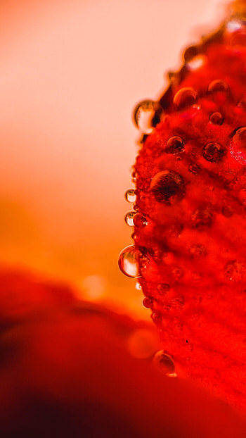 Water, Drops, Macro, Wet HD phone wallpaper