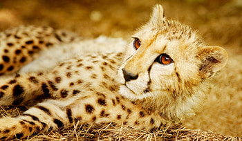 Cheetah , Stunning ry, Striking and vibrant, Wildlife graphy HD wallpaper