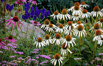 Flowers, Summer, Rock, Greens, Stone, Echinacea HD wallpaper