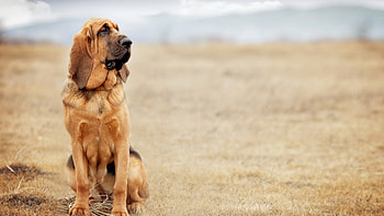 Bloodhound, quality, Animal , Page 667 HD wallpaper