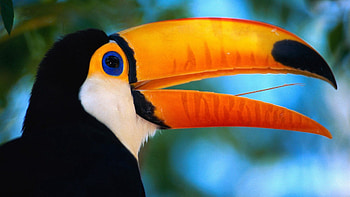 Animals, Bird, Beak, Toucan, Exotic HD wallpaper