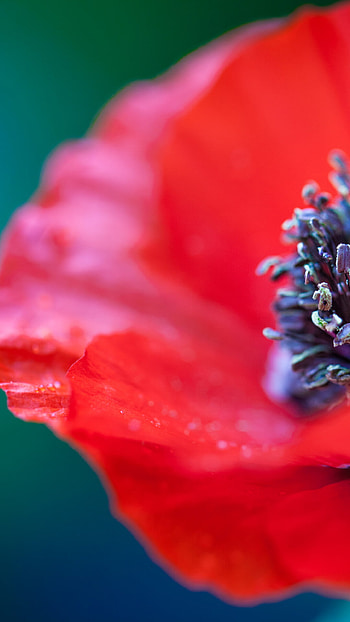 Close-up, Poppy Flowers HD phone wallpaper