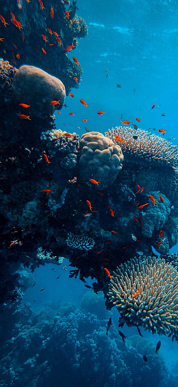 Underwater , Ocean creatures, Ocean graphy HD phone wallpaper
