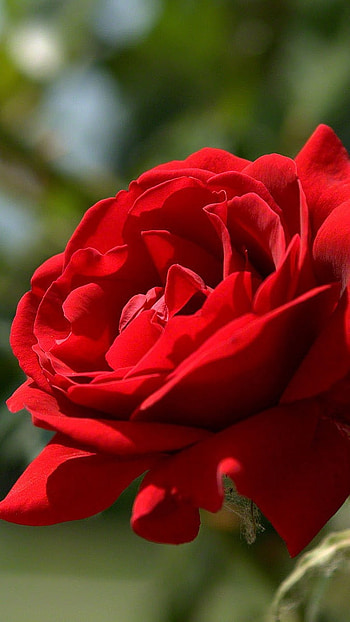 Rose Flower, Red Rose, Beautiful Flower HD phone wallpaper