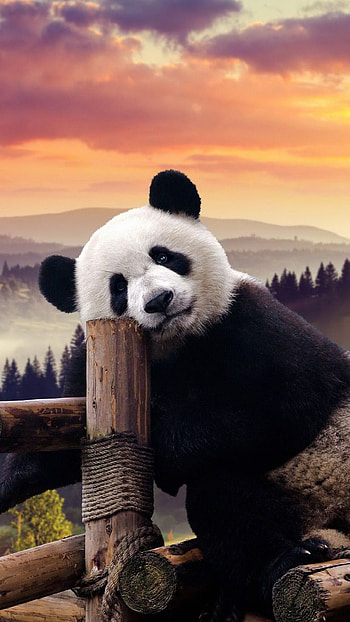 Awesome panda , Panda power HD phone wallpaper