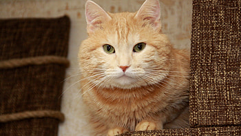 Animals, Cat, Fluffy, To Lie Down, Lie, Muzzle, Sight, Opinion HD wallpaper