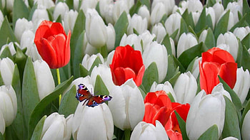Colors of Spring, white, butterfly, blossoms, red, tulips HD wallpaper