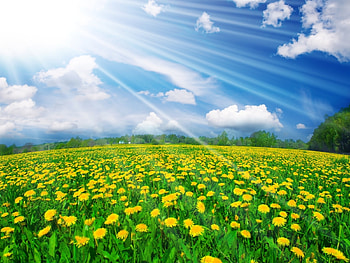 Landscape, Flowers, Fields, Sky HD wallpaper