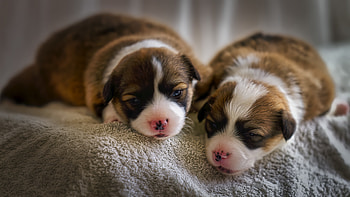Puppies, dogs, animal, friend HD wallpaper