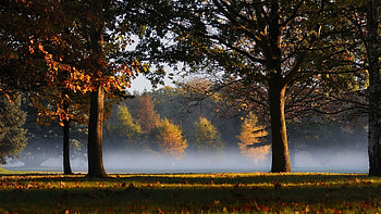 Nature, Trees, Park, Haze HD wallpaper