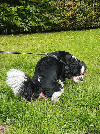 Dog, pooping HD phone wallpaper