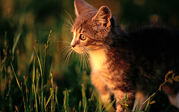 Animals, Cats HD wallpaper
