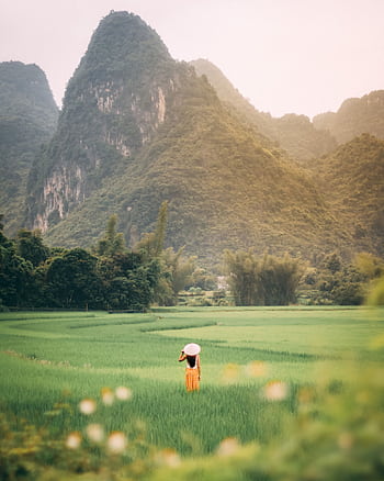 Explore the tranquility of Vietnamese rice fields with majestic mountain views and serene countryside vibes. HD phone wallpaper