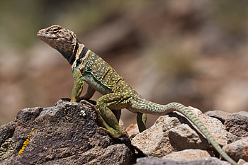 10 collared lizard HD wallpaper