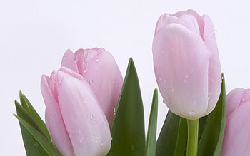 Plants, Flowers, Tulips HD wallpaper