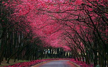 Landscape, Nature, Trees HD wallpaper