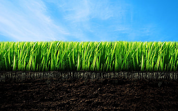 Plants, Grass, Background HD wallpaper