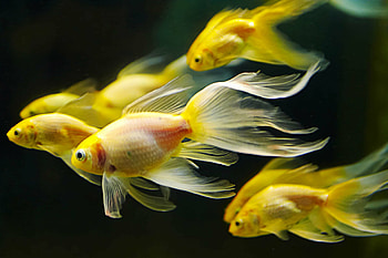 Goldfish, Fish HD wallpaper