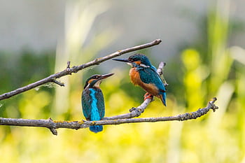 Close-up of two colorful kingfishers perched together in nature. HD wallpaper