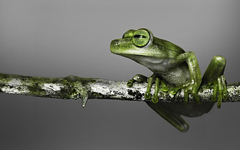 Animals, Branch, Color, Climb, Frog HD wallpaper