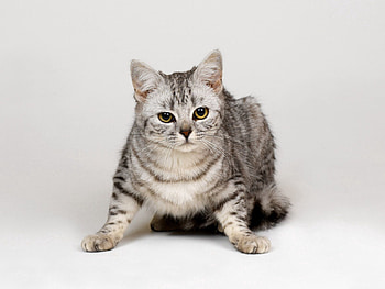 Animals, Cat, Muzzle, Grey, Stripes, Strips HD wallpaper