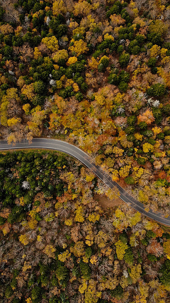 Nature, Trees, View From Above, Top, Road, Tops, Winding, Sinuous HD phone wallpaper