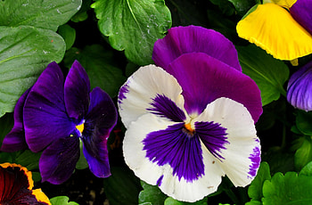 Flowers, Pansies, Bright, Close-Up, Greens, Flower Bed, Flowerbed HD wallpaper