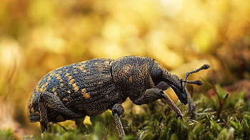 Beetle, Beetle , Animal HD wallpaper
