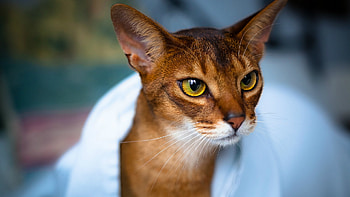 Abyssinian, 3D Abyssinian cat, PC , Cute and stylish HD wallpaper