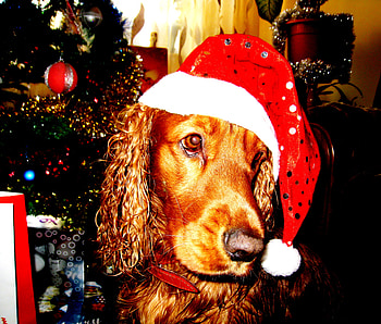 Ready for Santa, dog, spaniel, christmas, funny, cocker HD wallpaper