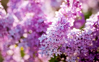 Plants, Flowers, Violet HD wallpaper