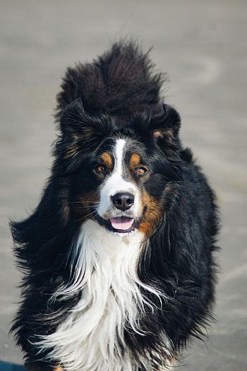 Animals, Dog, Pet, Protruding Tongue, Tongue Stuck Out, Bernese Mountain Dog, Berne Zennenhund HD phone wallpaper