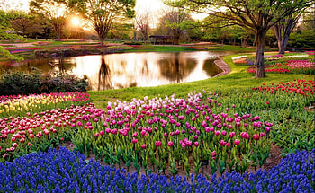 Nature, Tulips, Lake, Flower Bed, Flowerbed HD wallpaper