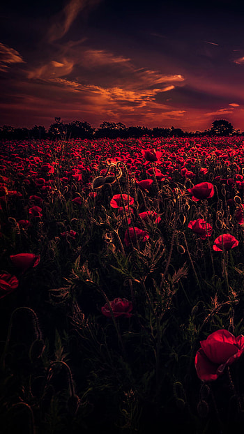 Poppy flowers, Bright red blooms, Fields of color, Symbol of remembrance HD phone wallpaper