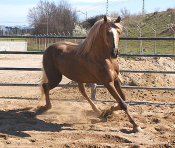 Lusitano, horses, iberian horse, animals HD wallpaper