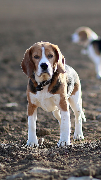 Beagle dog, Adorable pet, Animal companion, Loyal friend HD phone wallpaper