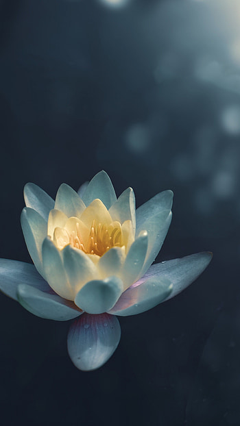 Nature, lily , backgrounds HD phone wallpaper