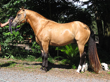 Buckskin Horse, horses, halter, animals, long tail HD wallpaper