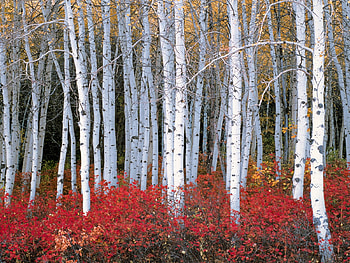 Tree, Forest HD wallpaper