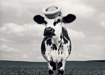 Fency cow, animal, cow, white, black, bw, jean baptiste mondino, vaca, funny, hat HD wallpaper