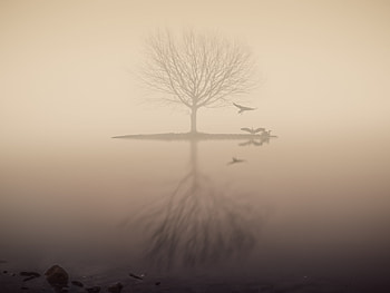 Fog Lake Silhouette Tree Birds, fog, lake, silhouette, tree, birds, nature HD wallpaper