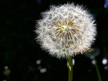 Macro, Dandelion, Fluff, Fuzz HD wallpaper
