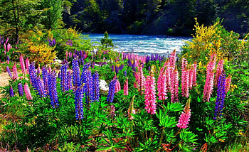 Beautiful nature, river, graphy, fields, nature, flowers HD wallpaper