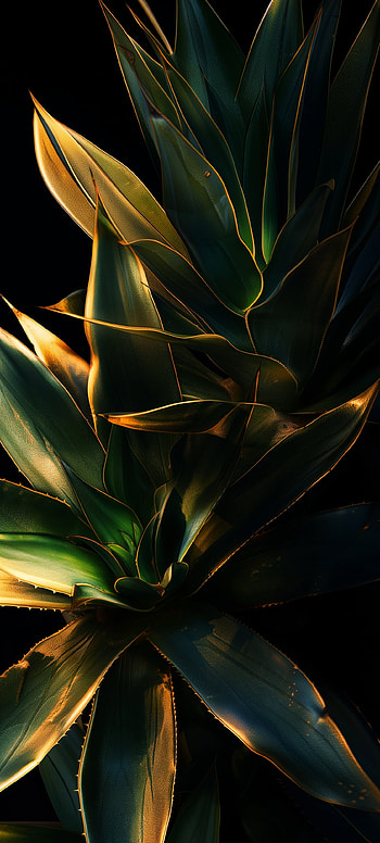 Agave Elegance - Mobile HD phone wallpaper