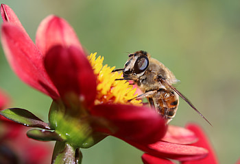 Flower, Macro, Petals, Bee HD wallpaper