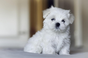 Dog, sweet, animal, dogs, cute, beautiful, puppys, puppy, pretty, animals, lovely HD wallpaper